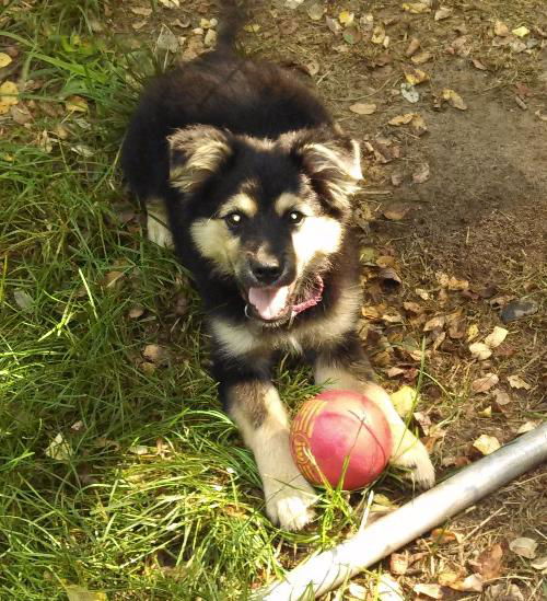 Ji Litter Harriet - ADOPTED 07.28.13