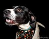 Spot-ADOPTED-11-24-14
