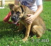 Mickey - ADOPTED 08.31.13
