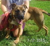 Mickey - ADOPTED 08.31.13