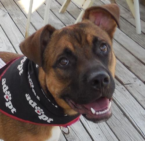 Mickey - ADOPTED 08.31.13