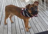 Mickey - ADOPTED 08.31.13