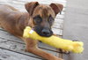Mickey - ADOPTED 08.31.13
