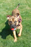 Mickey - ADOPTED 08.31.13