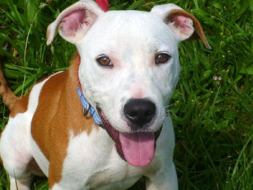 Rufus - ADOPTED 07.22.13