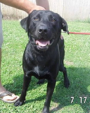 Roy-ADOPTED 08.14.13