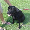 Roy-ADOPTED 08.14.13