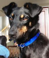 Ki Litter Margie (Mom) - ADOPTED 08.24.13