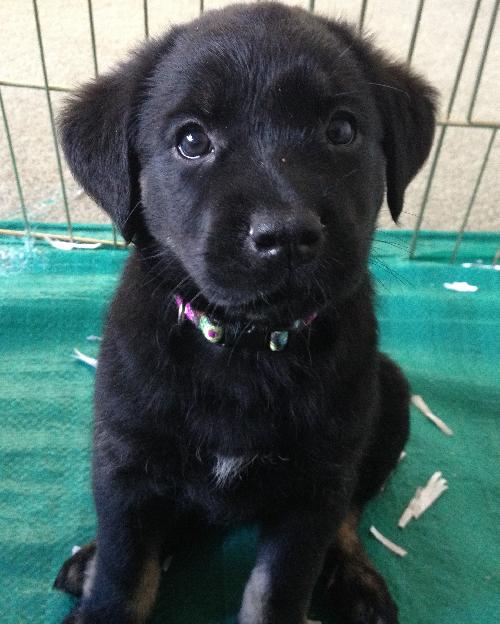 Ki Litter Margo - ADOPTED 07.28.13