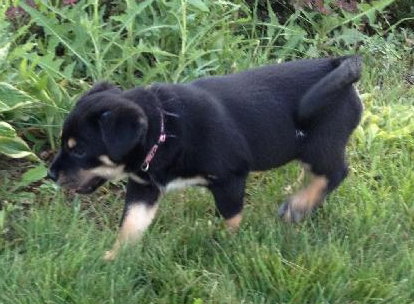 Ki Litter Maria - ADOPTED 08.03.13