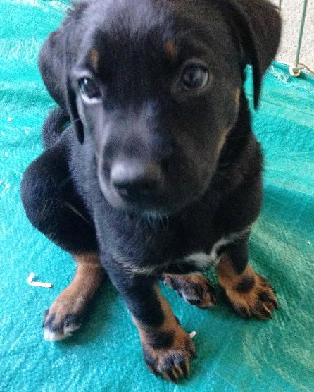 Ki Litter Mario - ADOPTED 08.04.13