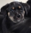 Ki Litter Marissa - ADOPTED 08.01.13