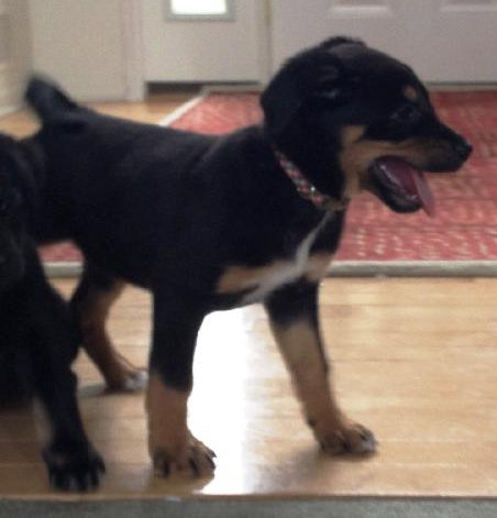 Ki Litter Marissa - ADOPTED 08.01.13