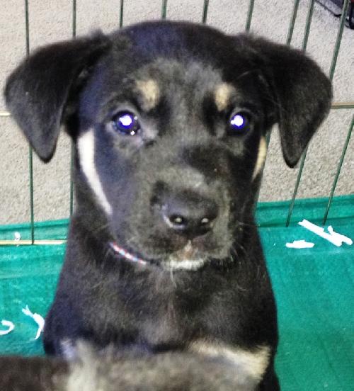 Ki Litter Marius - ADOPTED 08.05.13