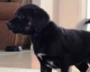 Ki Litter Marley - ADOPTED 08.01.13