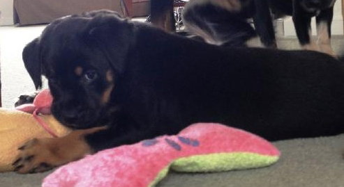 Ki Litter Marley - ADOPTED 08.01.13