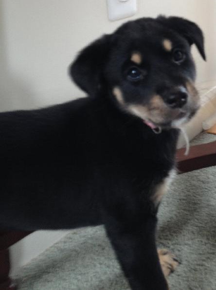 Ki Litter Marnie - ADOPTED 07.28.13