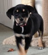 Ki Litter Marnie - ADOPTED 07.28.13