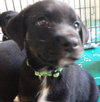 Ki Litter Marvin - ADOPTED 07.28.13