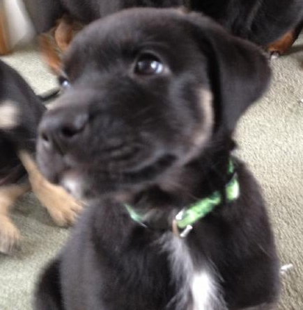 Ki Litter Marvin - ADOPTED 07.28.13