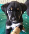 Ki Litter Marshall - ADOPTED 08.01.13