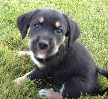 Ki Litter Marshall - ADOPTED 08.01.13