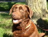 Tucker-CP-ADOPTED