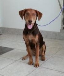 Bree - ADOPTED 08.07.13