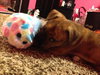 Amelia - ADOPTED 01.04.14