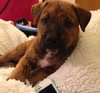Amelia - ADOPTED 01.04.14