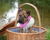 Amelia - ADOPTED 01.04.14