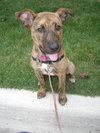 Amelia - ADOPTED 01.04.14