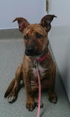 Amelia - ADOPTED 01.04.14