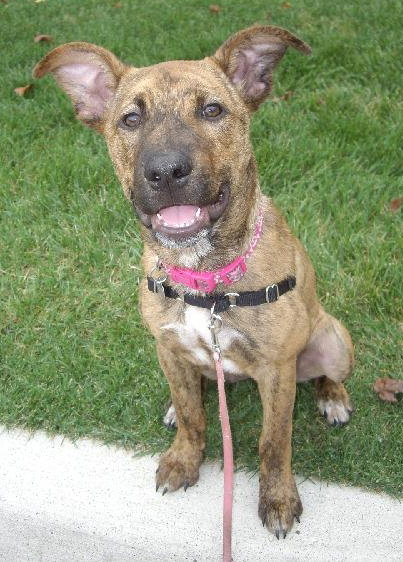 Amelia - ADOPTED 01.04.14