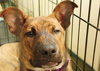 Amelia - ADOPTED 01.04.14