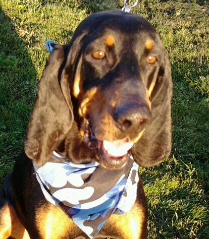 Bocephus-ADOPTED 01.17.14