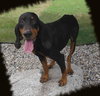 Bocephus-ADOPTED 01.17.14