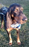 Bocephus-ADOPTED 01.17.14