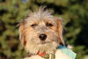 Mi Litter-Jerry-ADOPTED 09.10.13