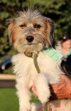Mi Litter-Jerry-ADOPTED 09.10.13