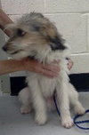 Mi Litter-Jerry-ADOPTED 09.10.13