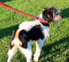 Mi Litter-Jerry-ADOPTED 09.10.13