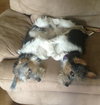 Mi Litter-Jerry-ADOPTED 09.10.13
