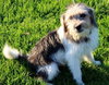 Mi Litter-Ben-ADOPTED 09.10.13