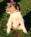 Mi Litter-Ben-ADOPTED 09.10.13