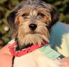 Mi Litter-Ben-ADOPTED 09.10.13