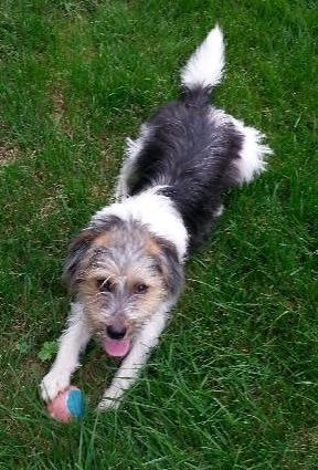 Mi Litter-Ben-ADOPTED 09.10.13