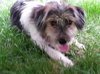 Mi Litter-Ben-ADOPTED 09.10.13