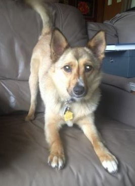 Moxy Roxy-ADOPTED 08.12.13
