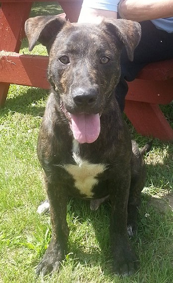 Dougie (CK) - ADOPTED 09.20.13
